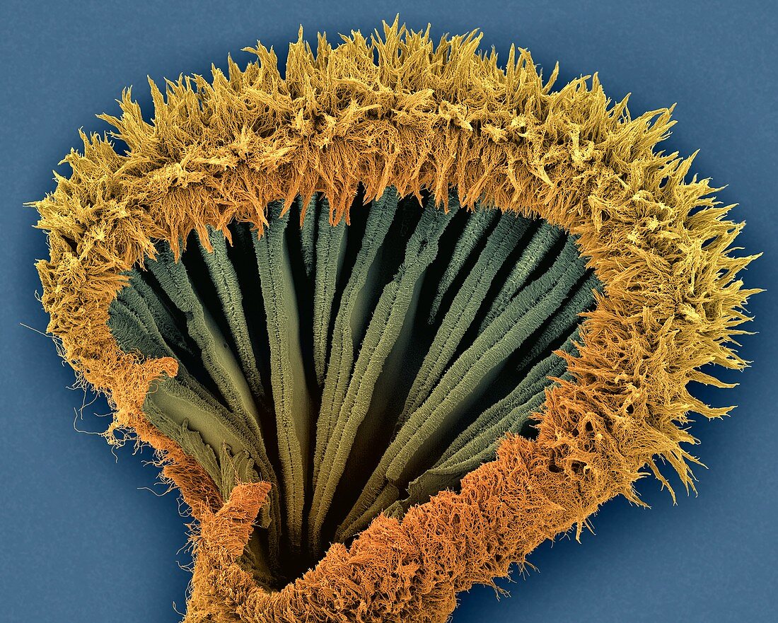 Bracket fungus basidiocarp lower surface, SEM