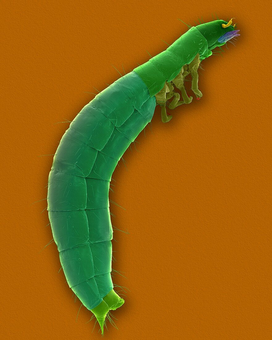 Confused flour beetle larva, SEM