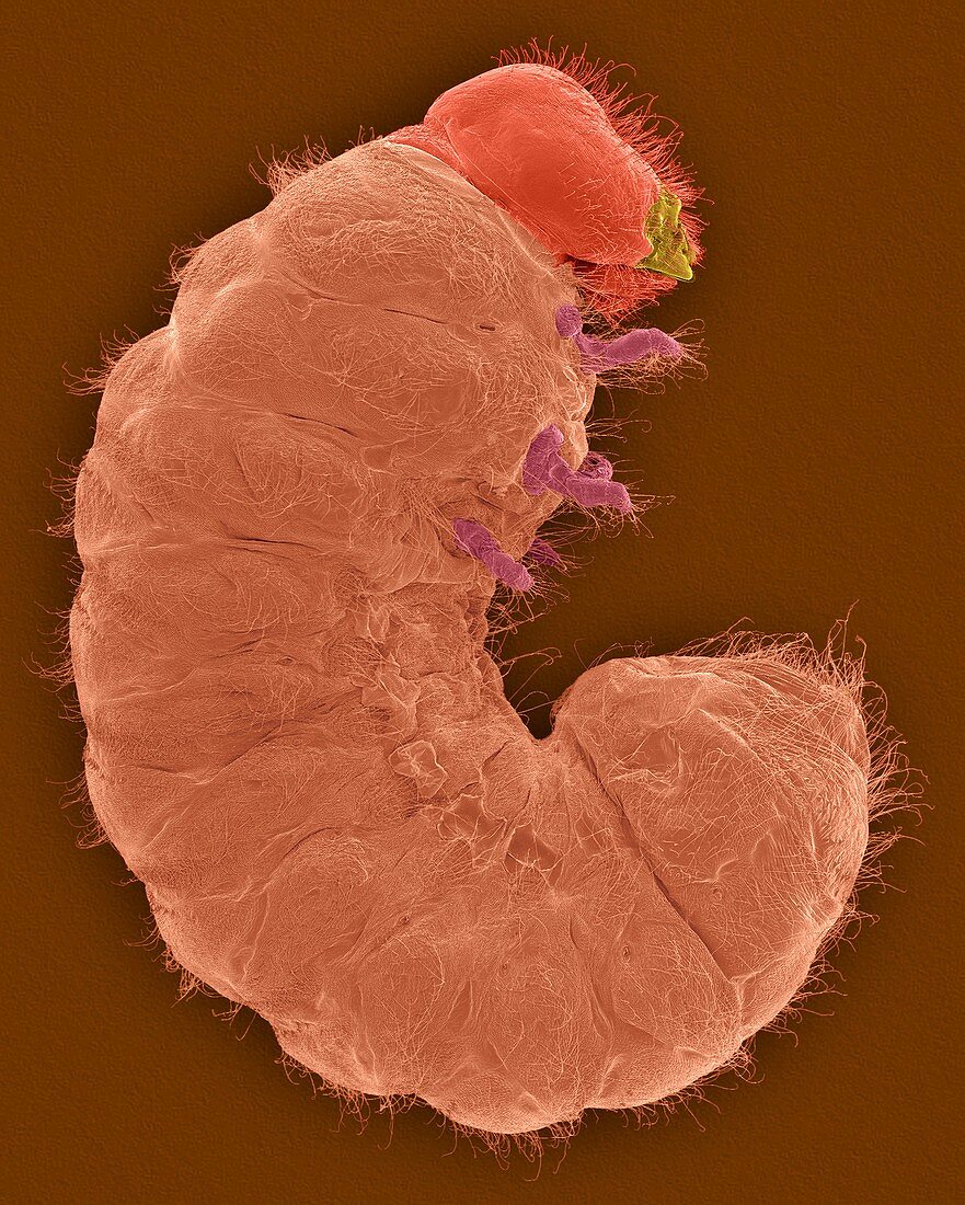 Drug store beetle larva, SEM