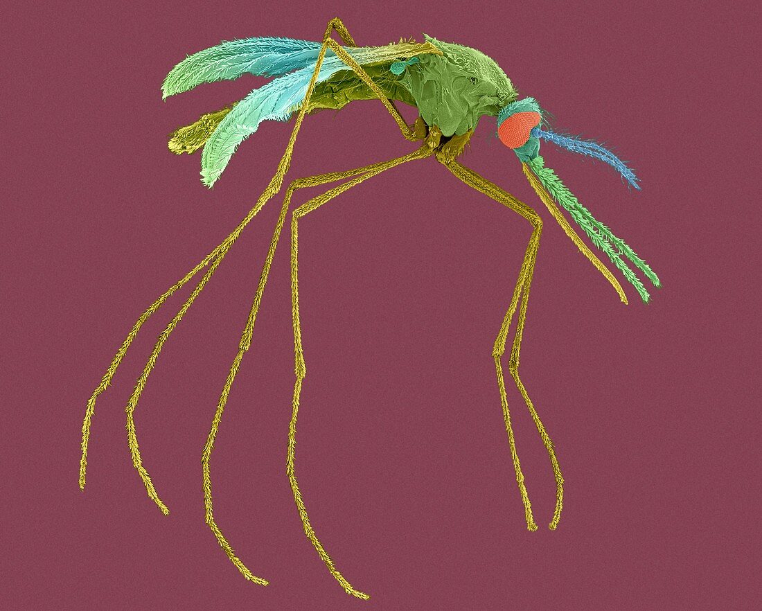 Female mosquito, SEM