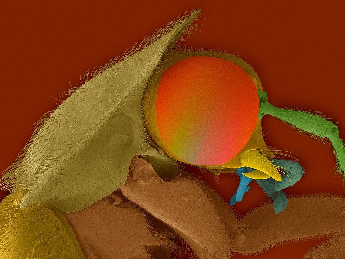 Common firefly head, SEM