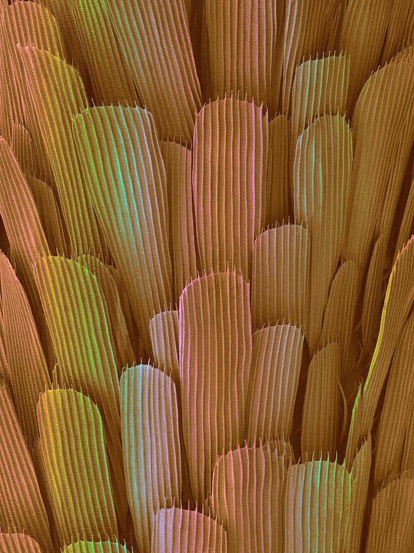 Black salt marsh mosquito leg scales, SEM