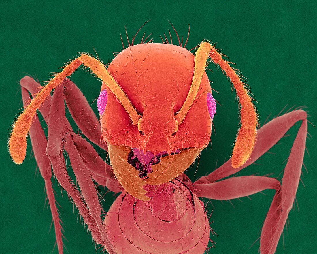 Red imported fire ant, SEM