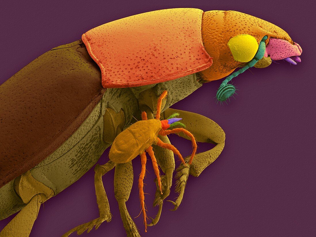 Carrion beetle and phorectic mite, SEM