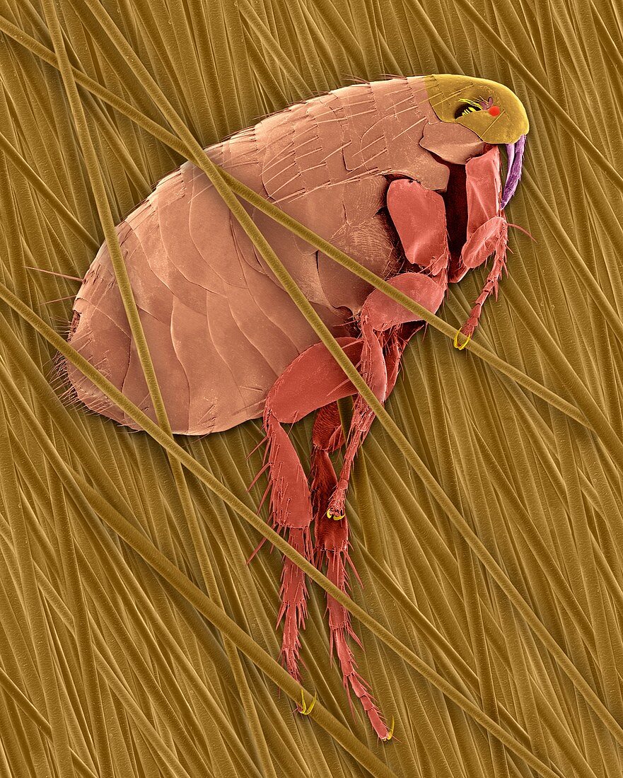 Oriental rat flea, SEM
