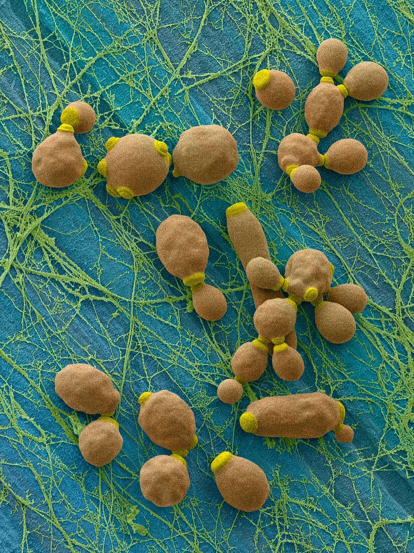 Candida Infected Medical Catheter, SEM