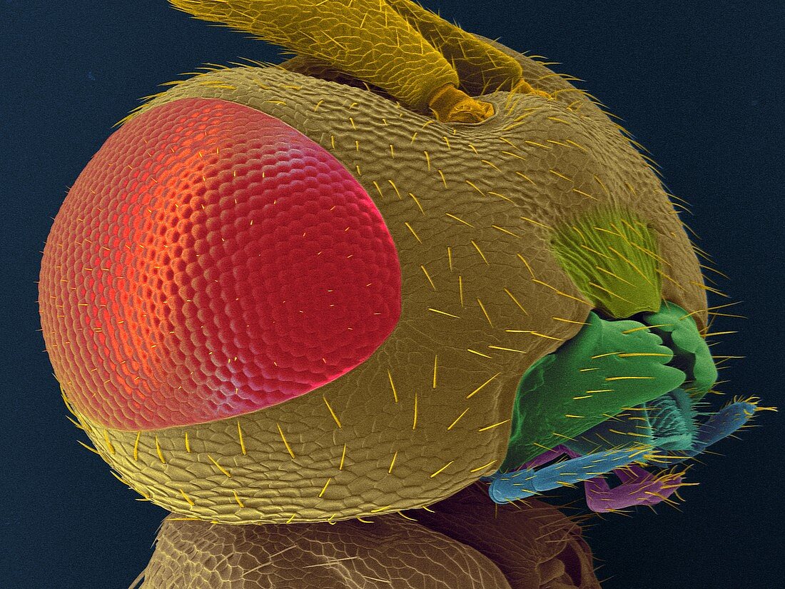 Parasitic wasp head, SEM