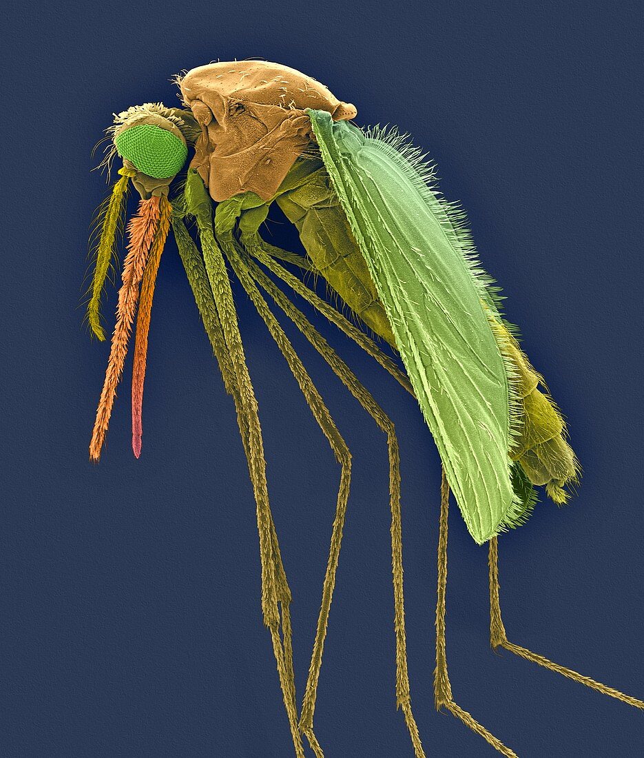 Anopheles gambiae, mosquito malaria carrier, SEM