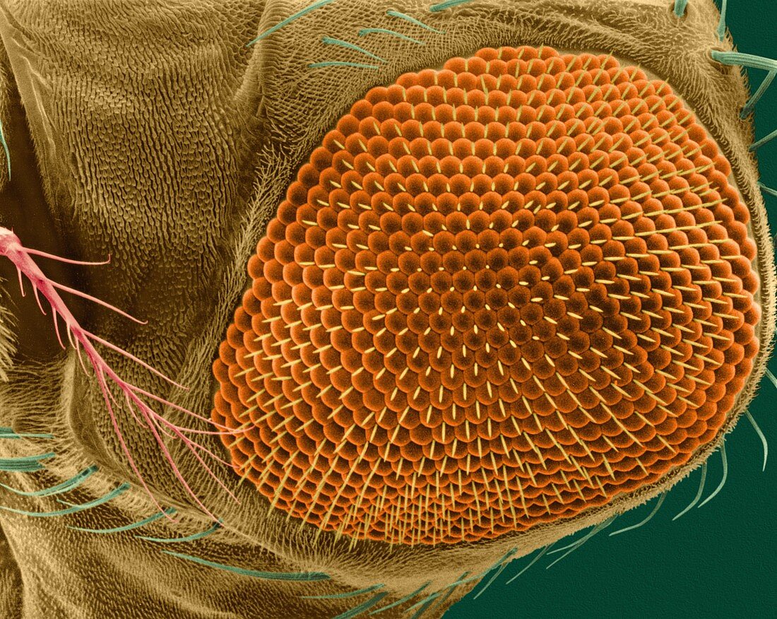 Fruit fly compound eye, SEM