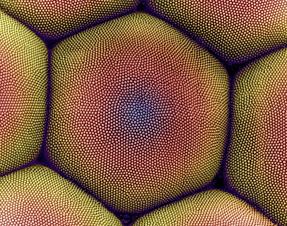 Compound eye of a moth, SEM