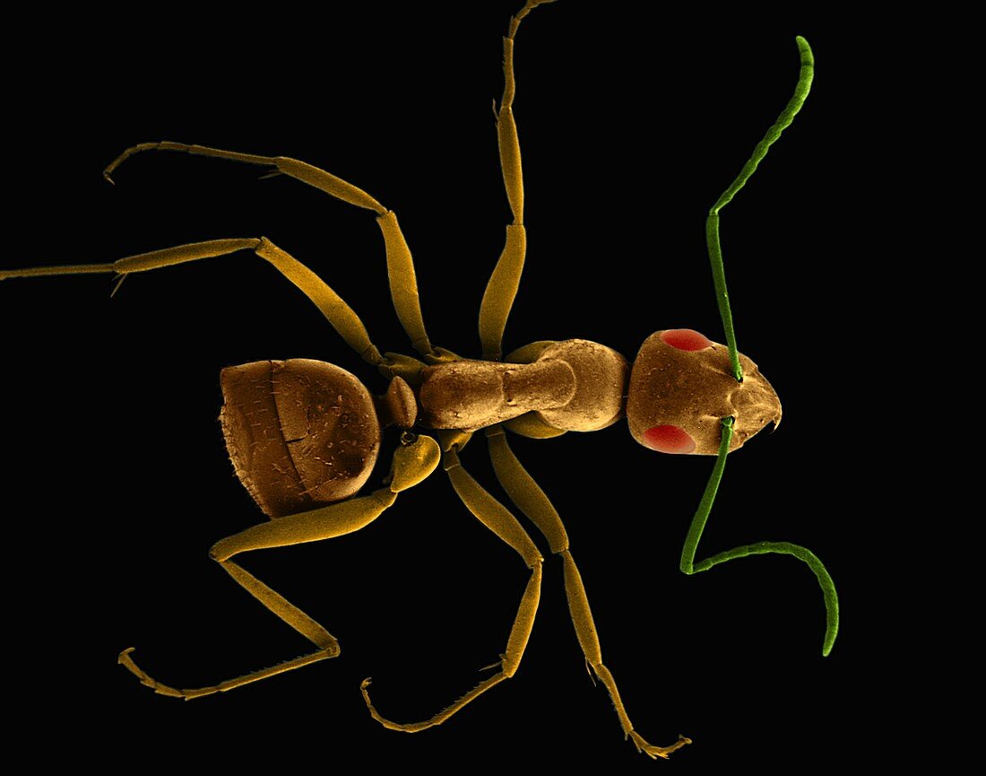 Carpenter ant, SEM