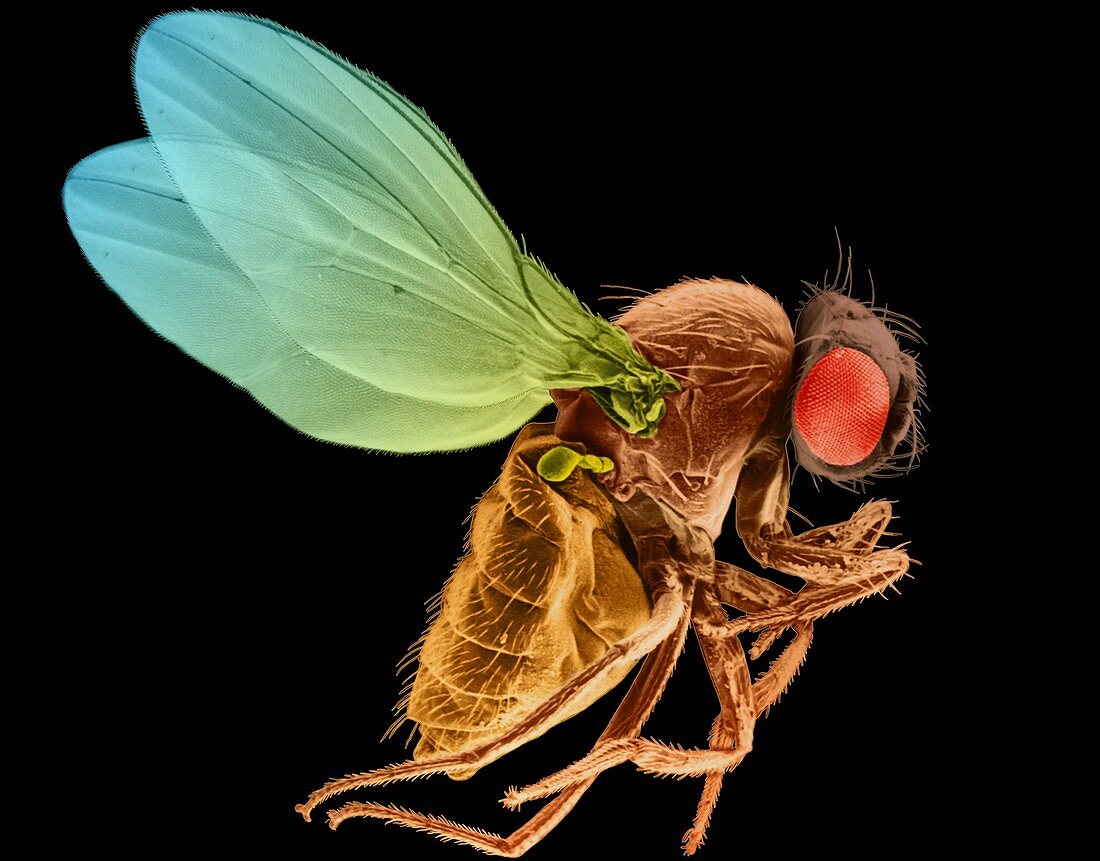 Fruit fly, SEM