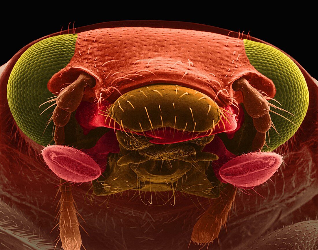 Ladybug beetle, SEM