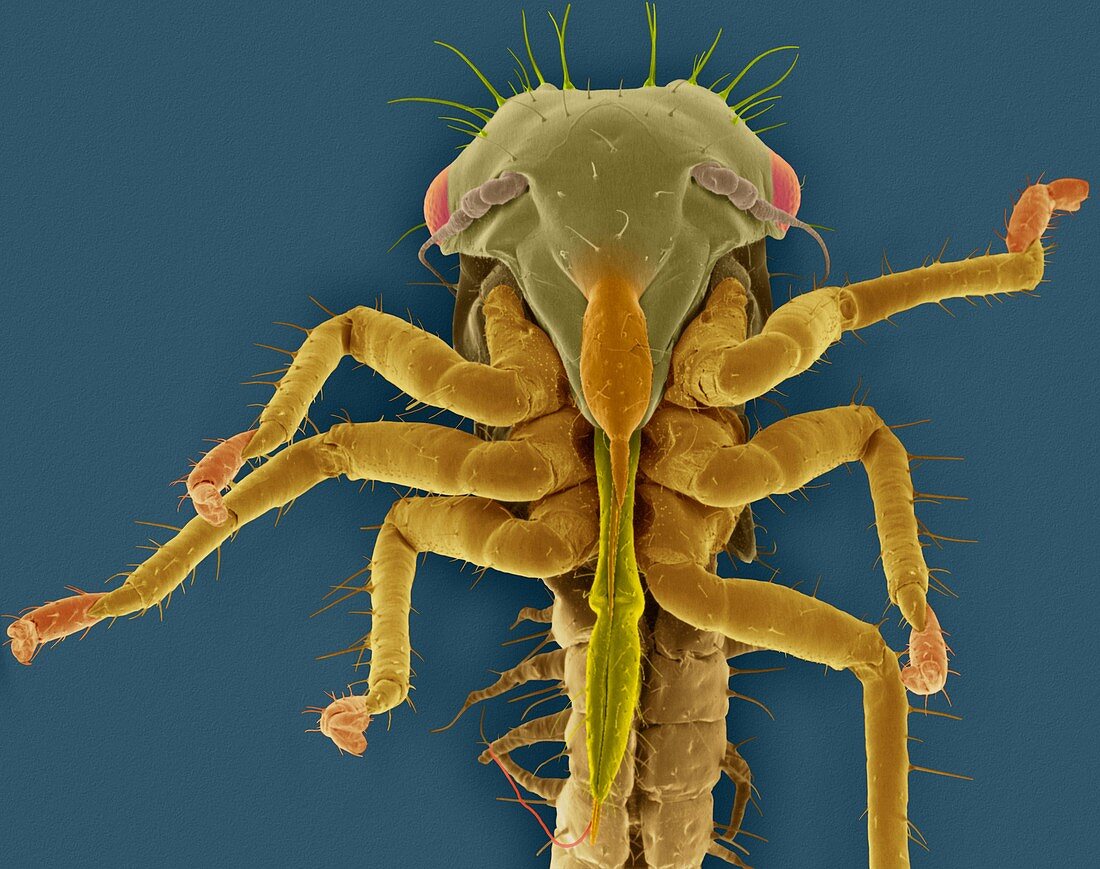 White apple leafhopper nymph, SEM