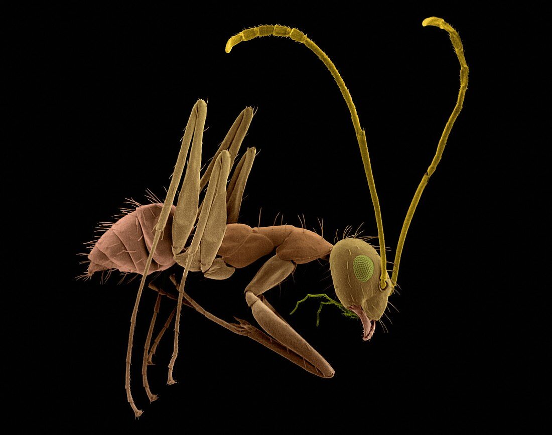 Longhorn crazy ant, SEM
