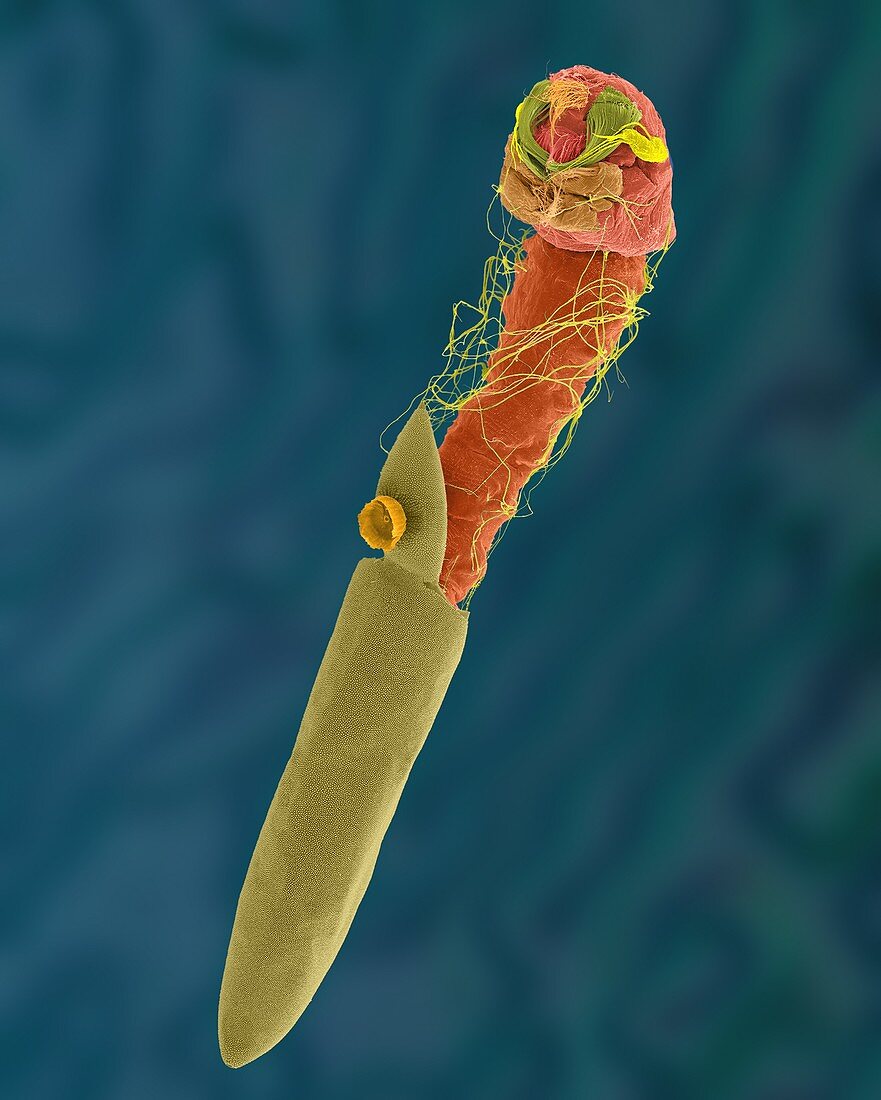 Hatching egg of a mosquito, SEM