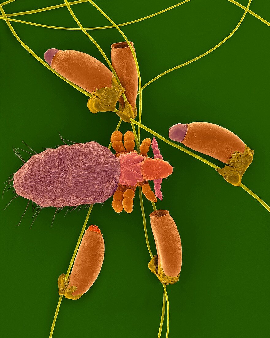 Long-nosed cattle louse and egg cases, SEM