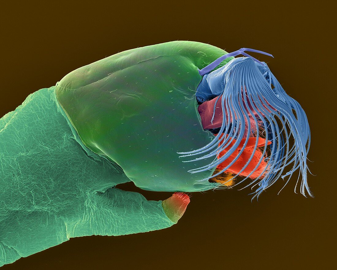 Mayfly larva, SEM