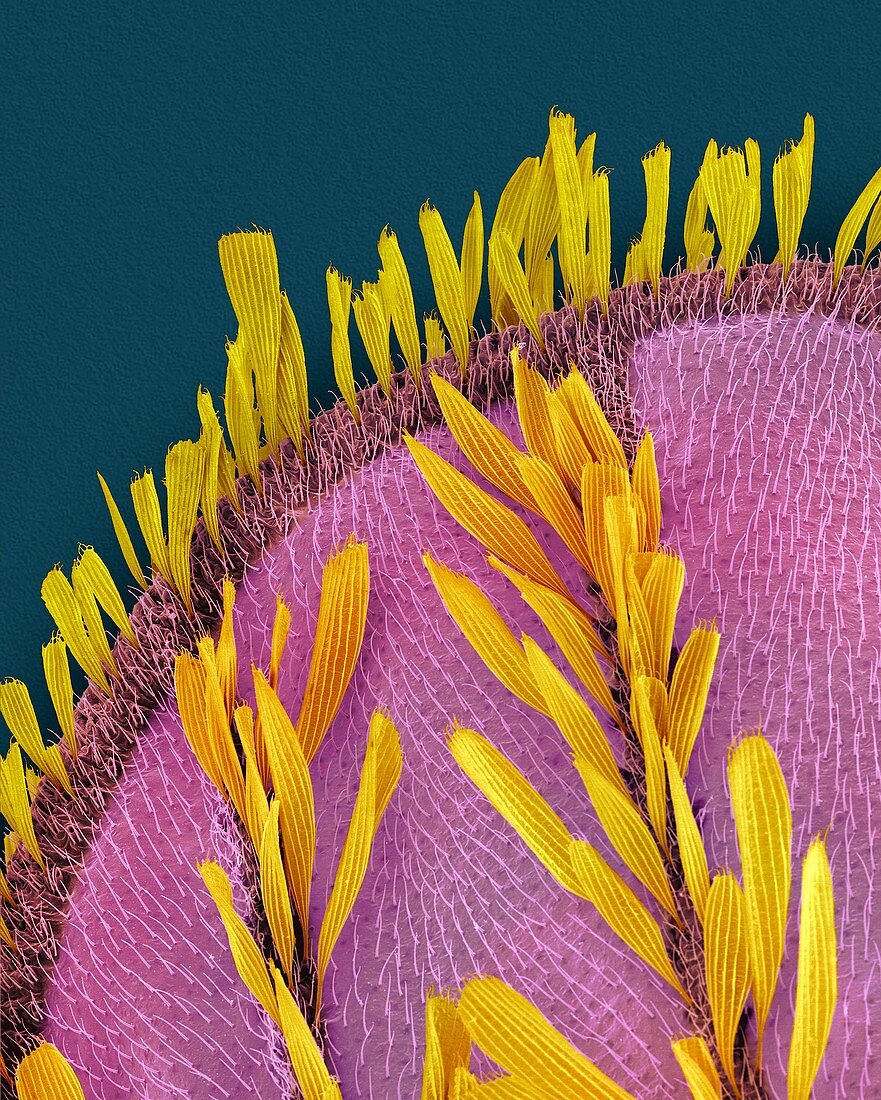 Common house mosquito wing, SEM