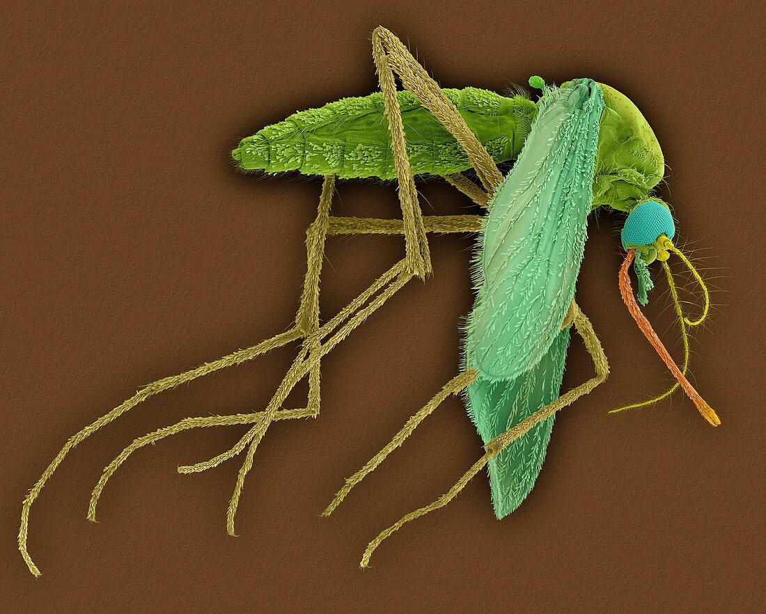 Common house mosquito, SEM