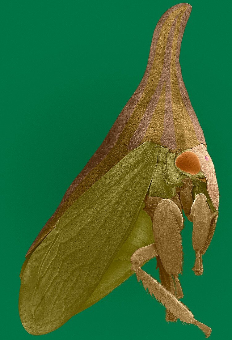 Horned treehopper, SEM