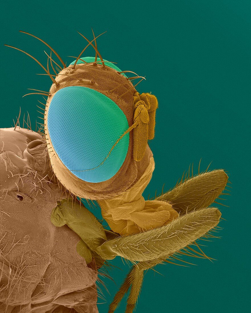 Mediterranean fruit fly head, SEM