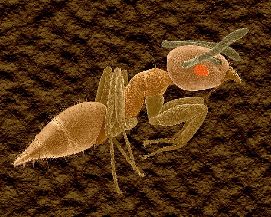 Big-headed ant worker, SEM
