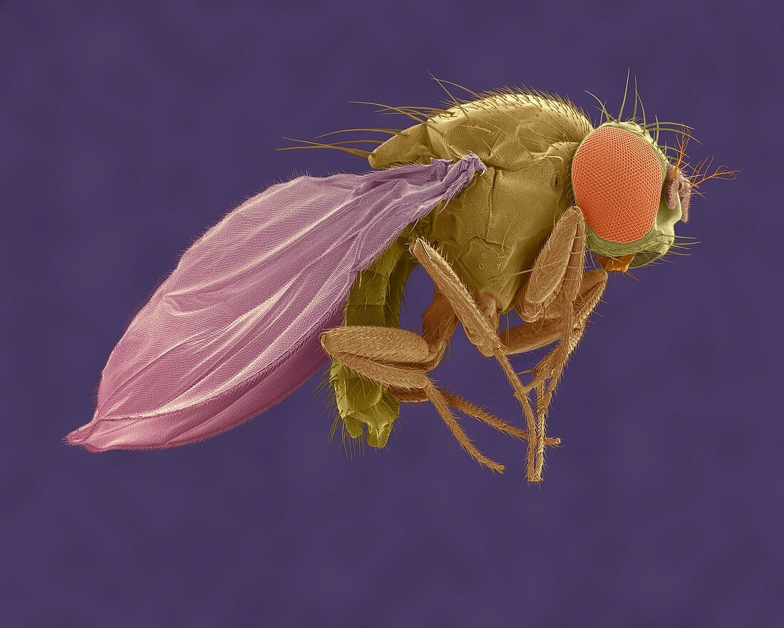 Fruit fly, SEM