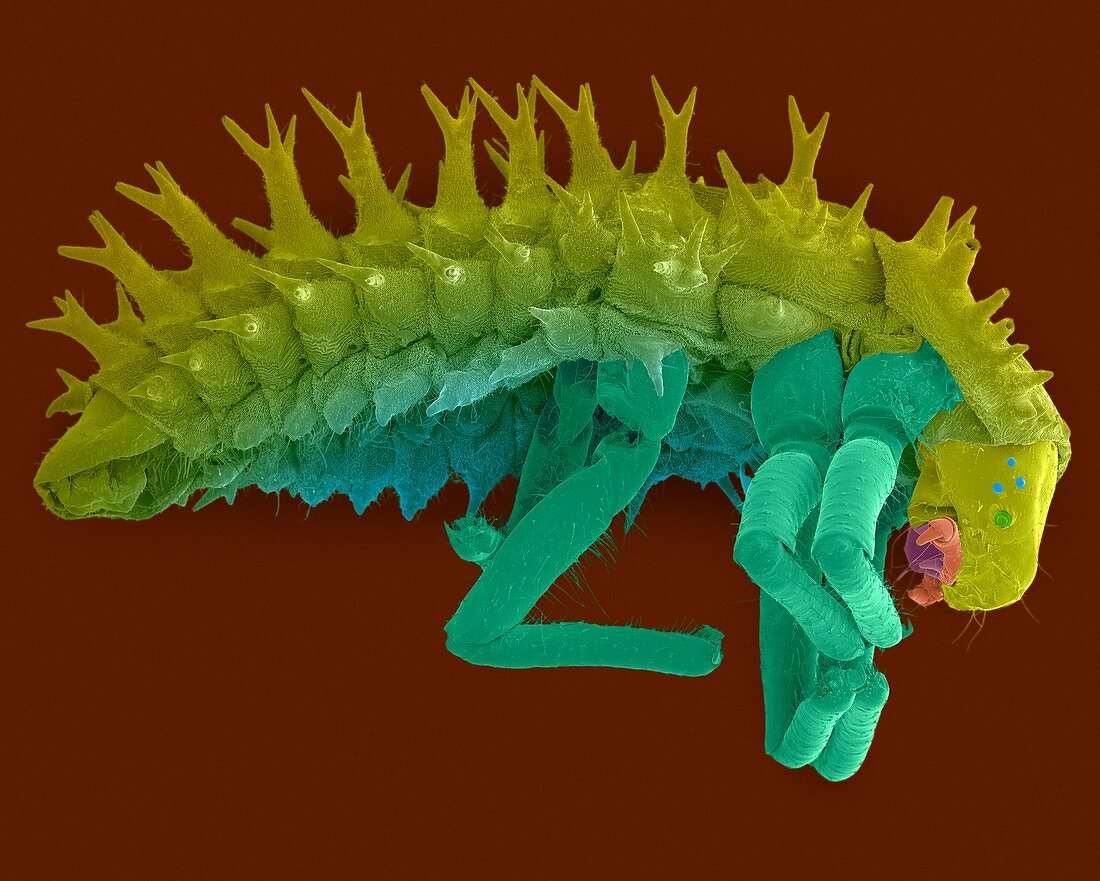 Ladybug larva, SEM