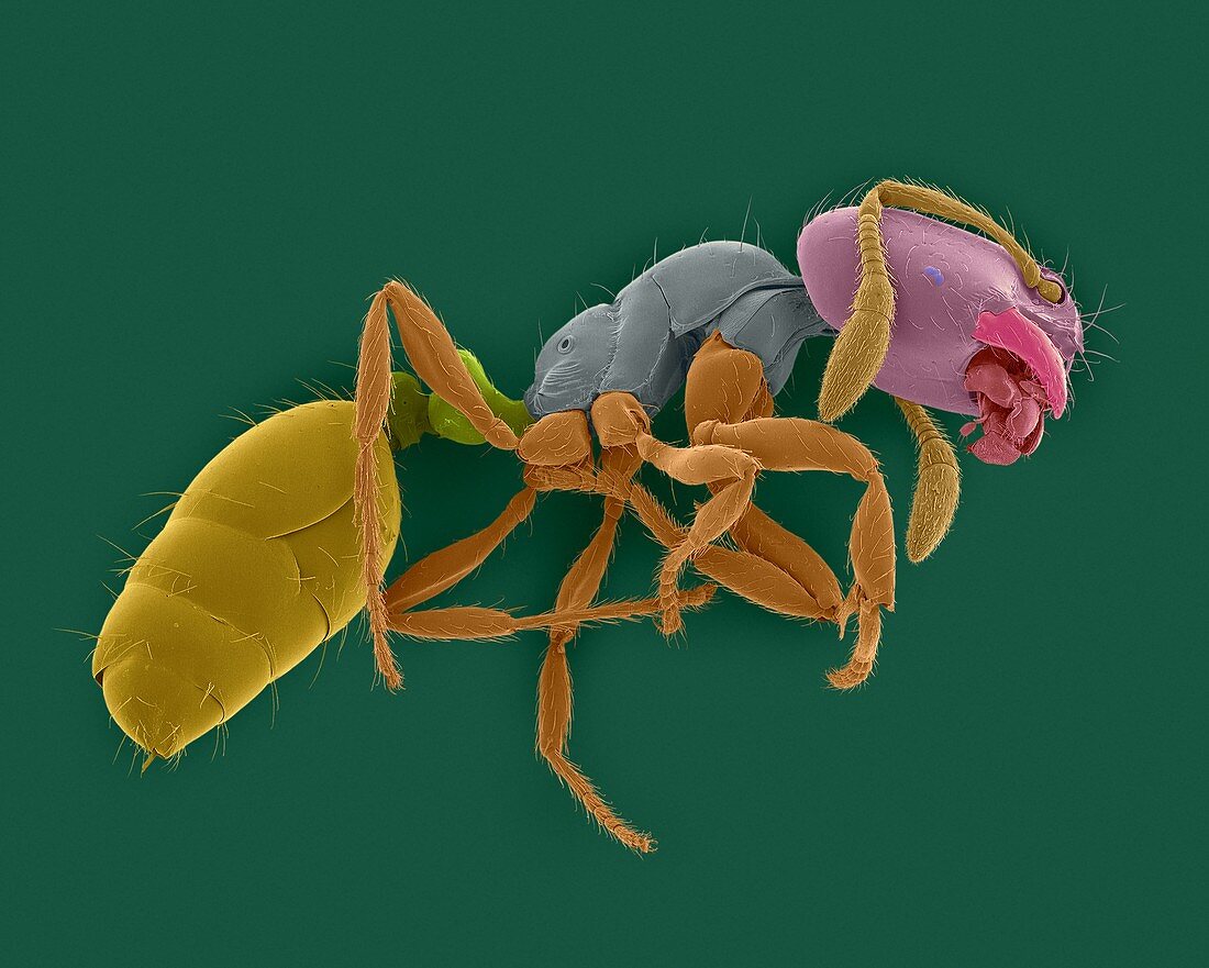 Red imported fire ant, SEM