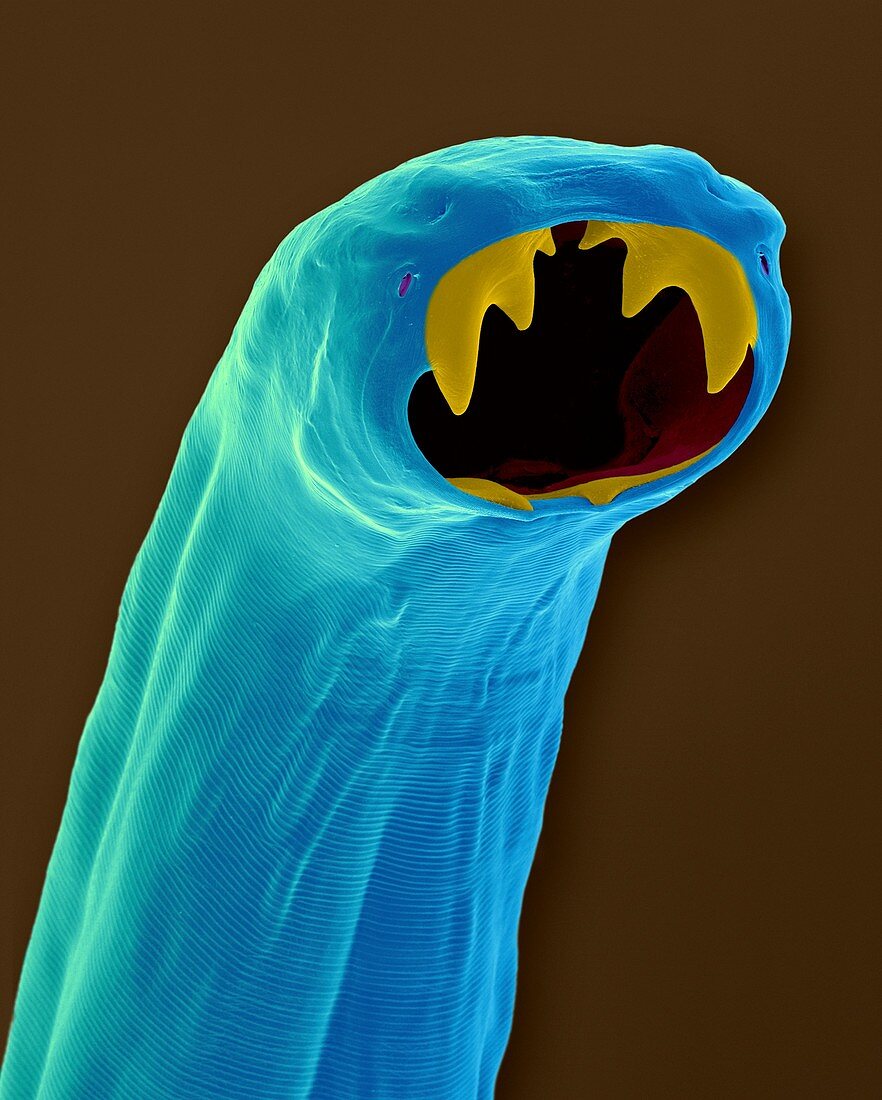 Cat hookworm (Ancylostoma braziliense), SEM