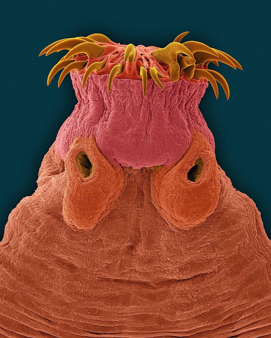 Mammal intestine tapeworm (Taenia sp.), SEM