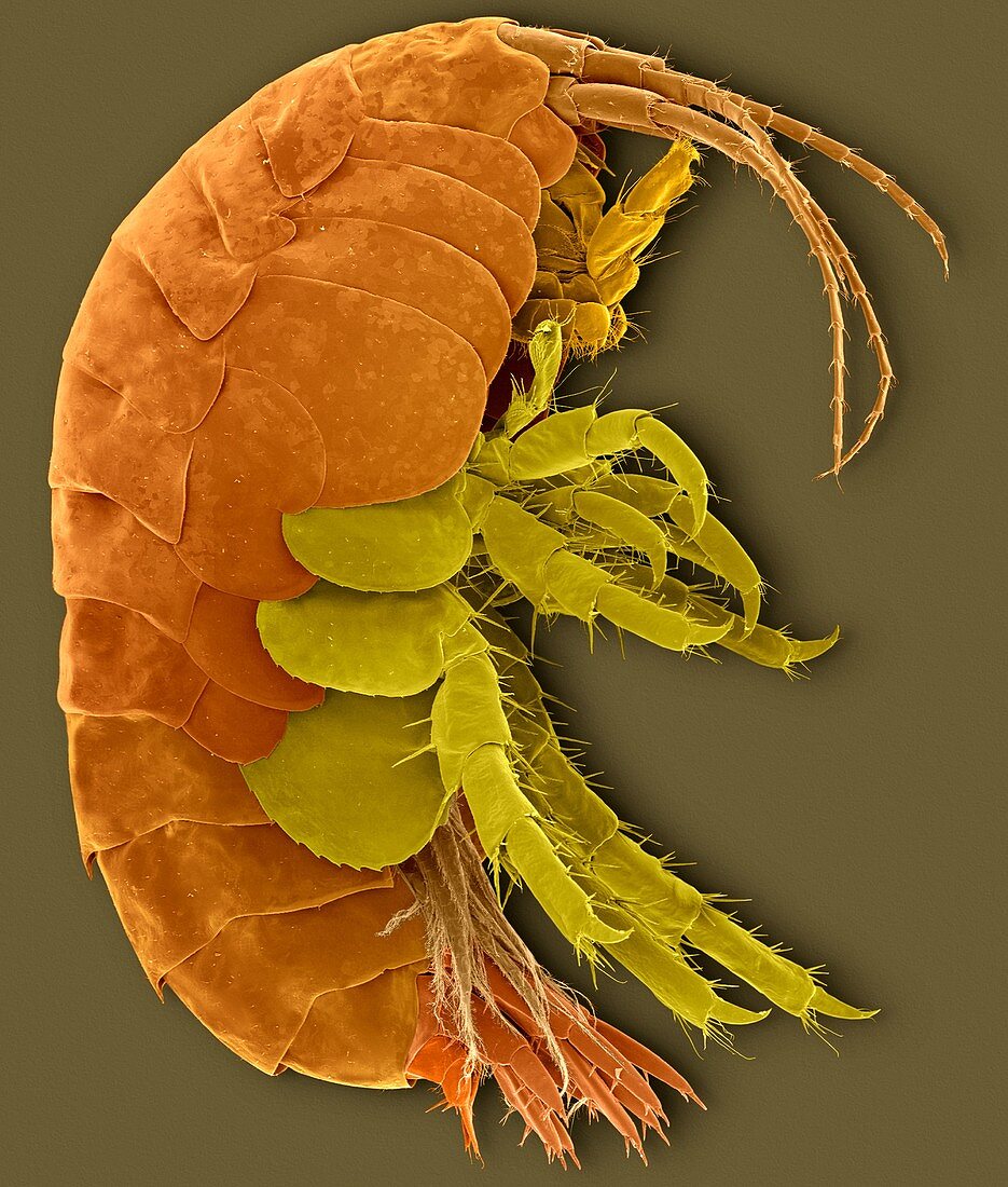 Freshwater amphipod crustacean (Gammarus sp.), SEM