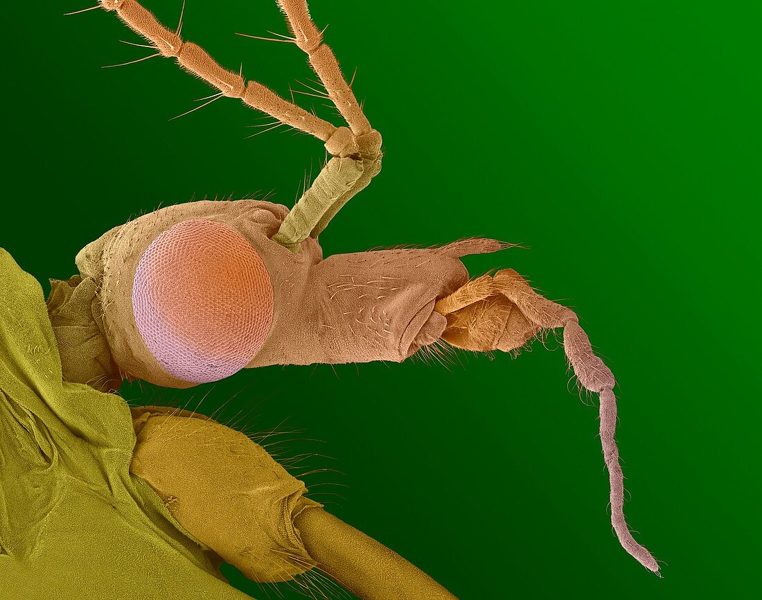 Crane fly, SEM