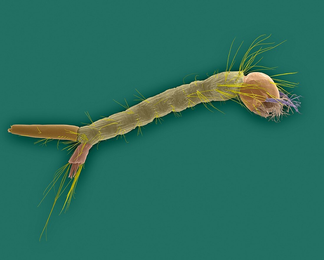 Mosquito larva, SEM