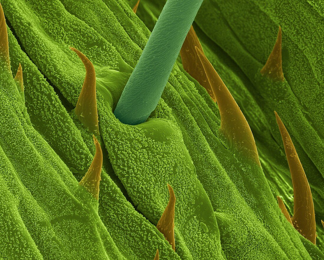 Surface of a grass blade, SEM