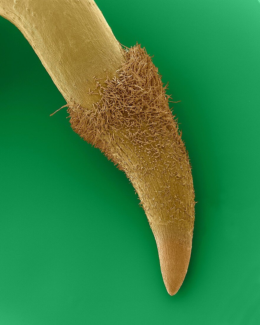 Sunflower seed germination (Helianthus annuus), SEM