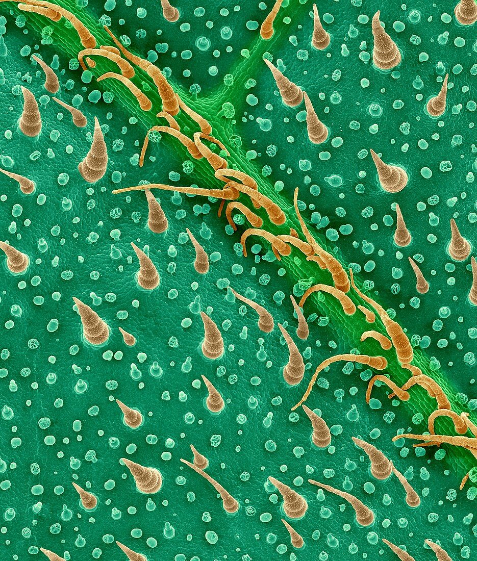 Leaf surface trichomes (Salvia divinorum), SEM