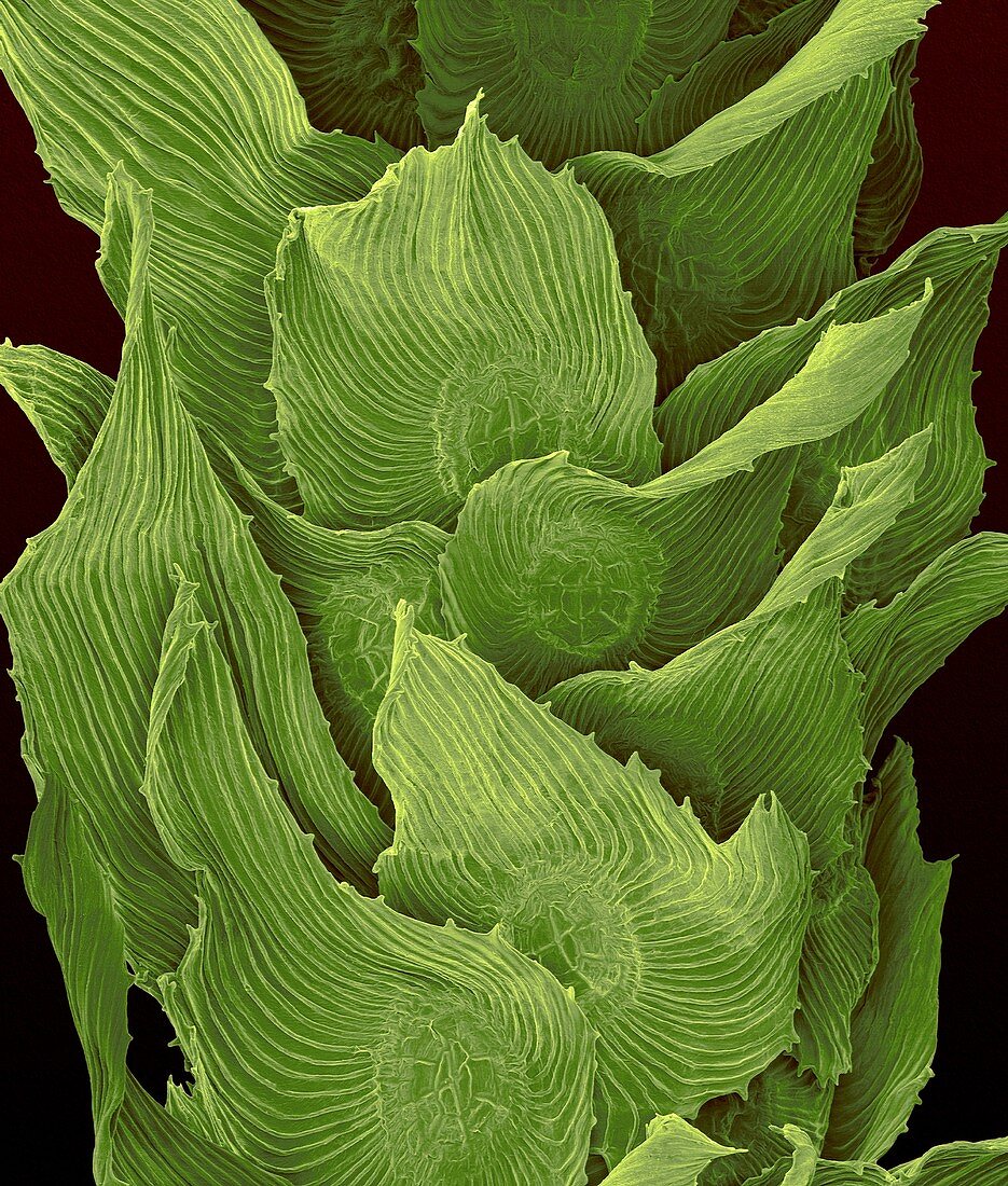 Spanish moss thallus (Tillandsia usneoides), SEM