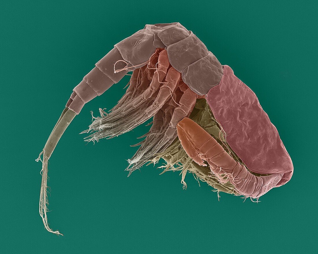 Freshwater copepod (Diacyclops thomasi), SEM
