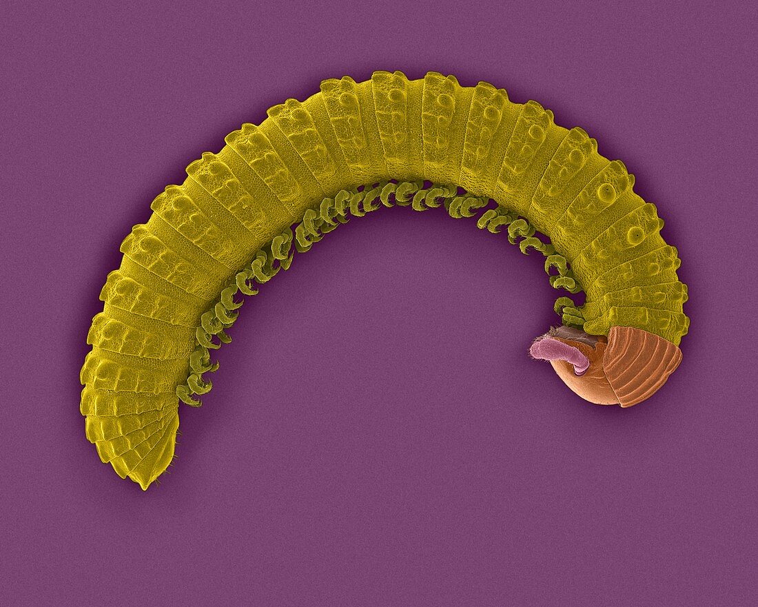 Millipede (Class Diplopoda), SEM