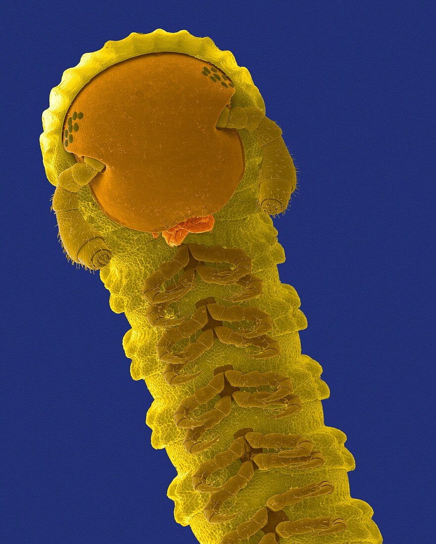 Millipede (Class Diplopoda), SEM