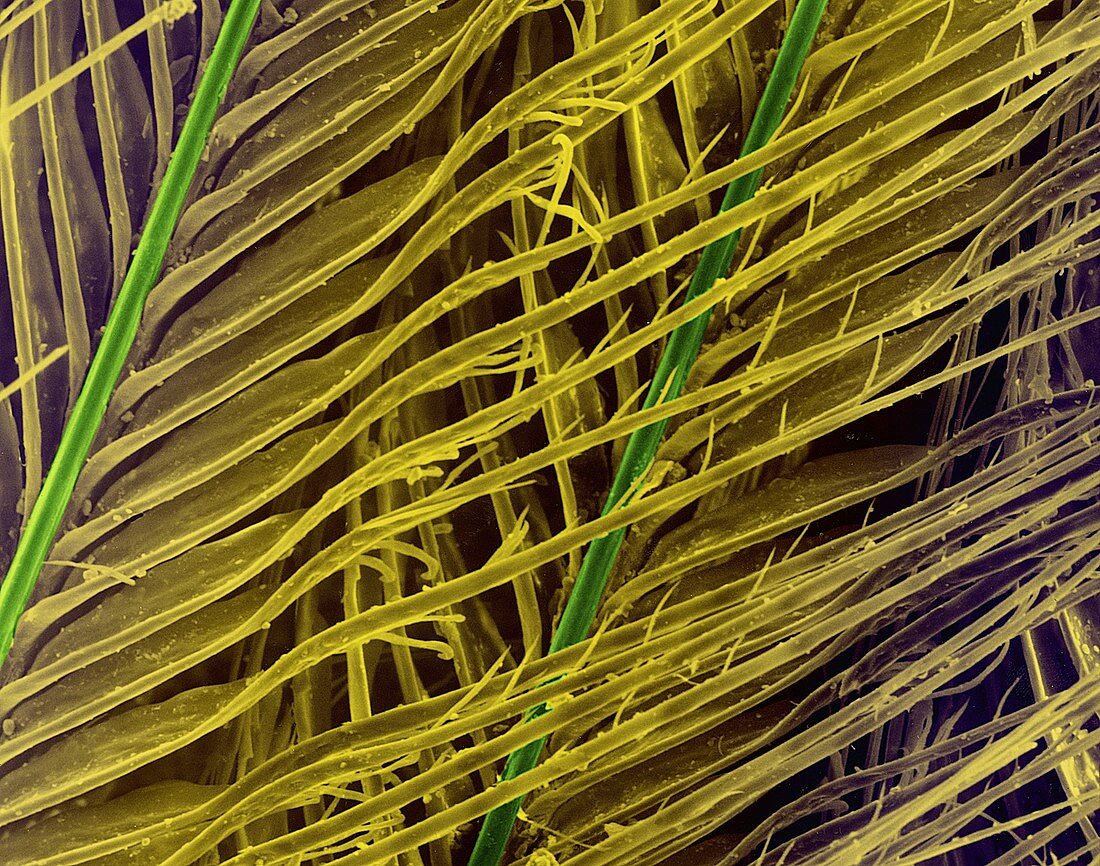 Great horned owl feather, SEM