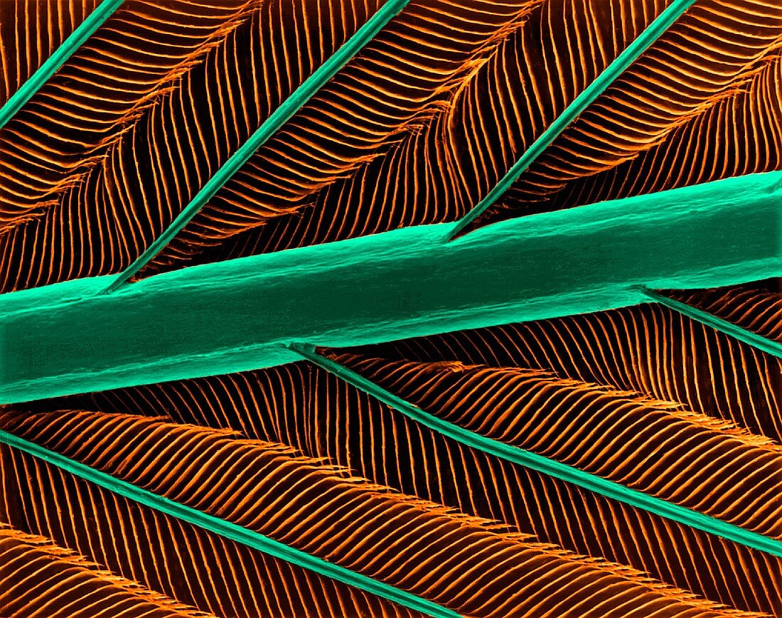 Hummingbird feather shaft, barbs and barbules, SEM