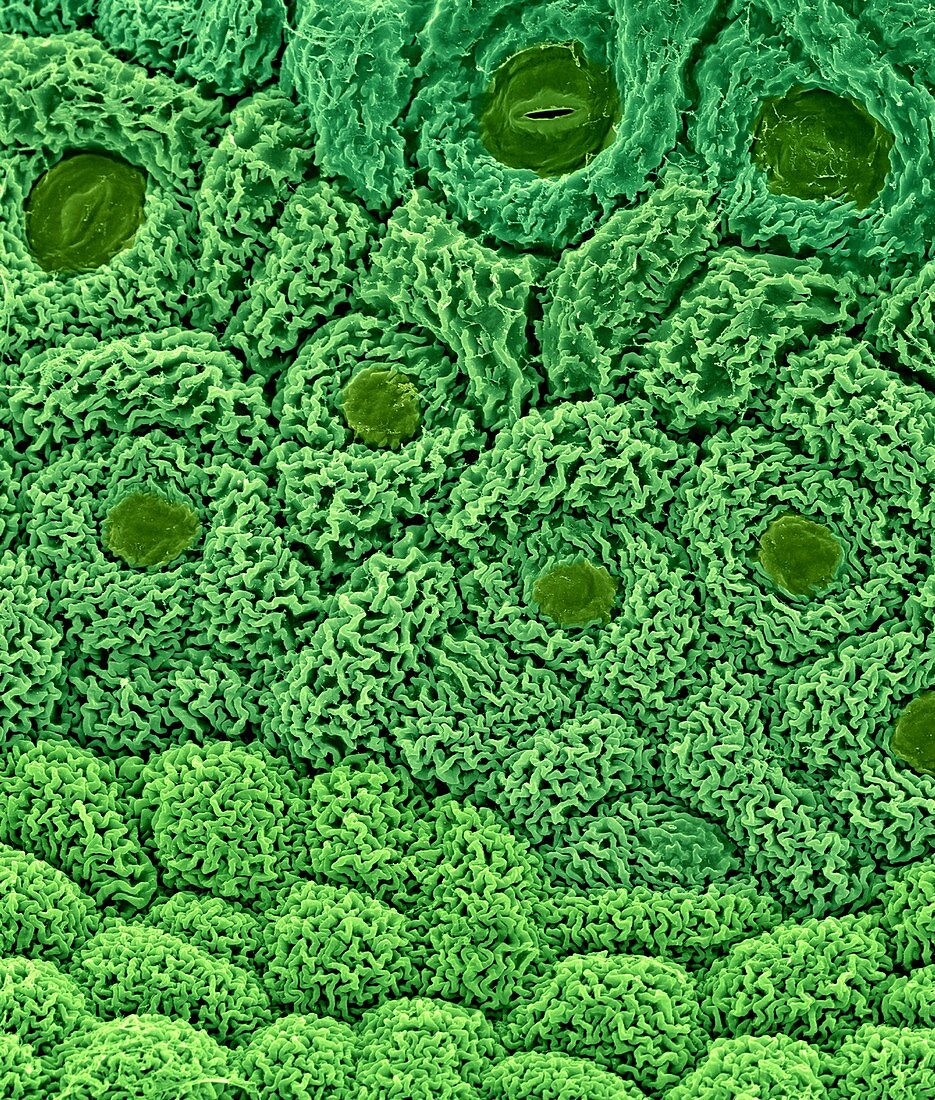 Broccoli differentiating apical meristem, SEM