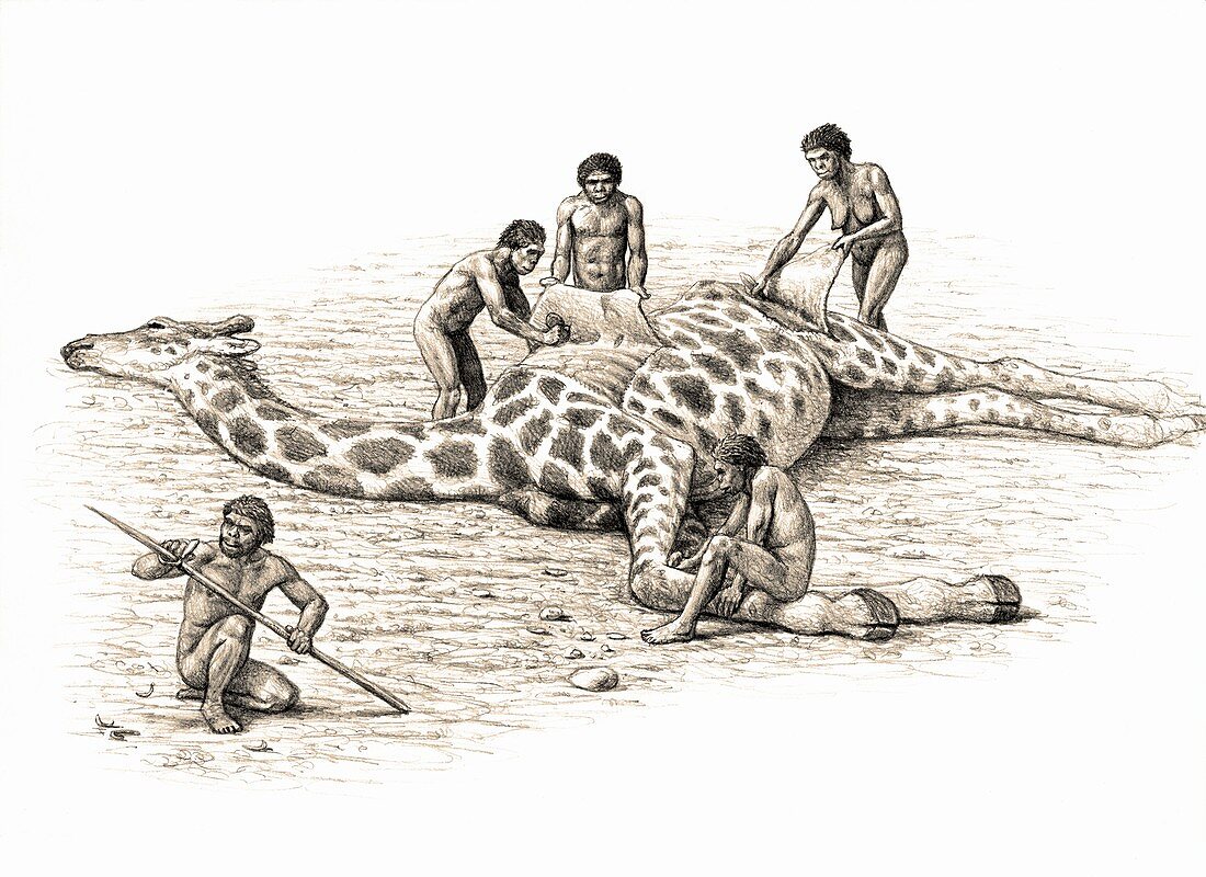 Homo ergaster feeding on a giraffe