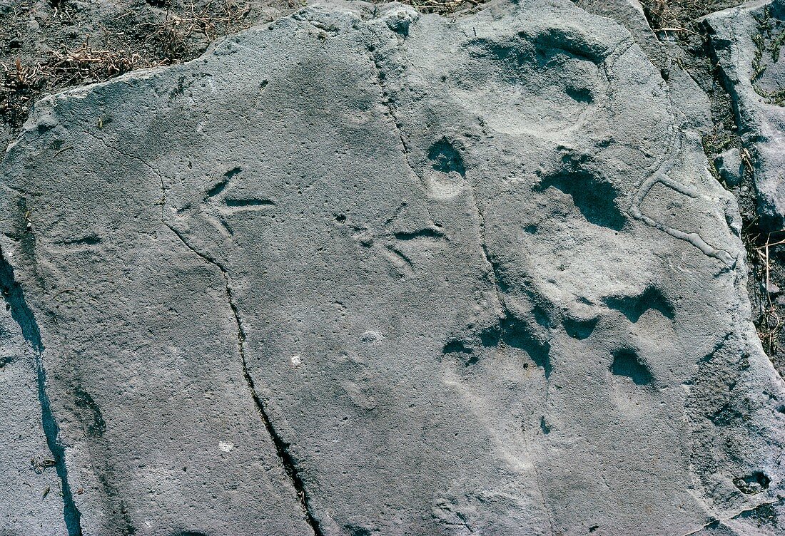 Early bird footprints