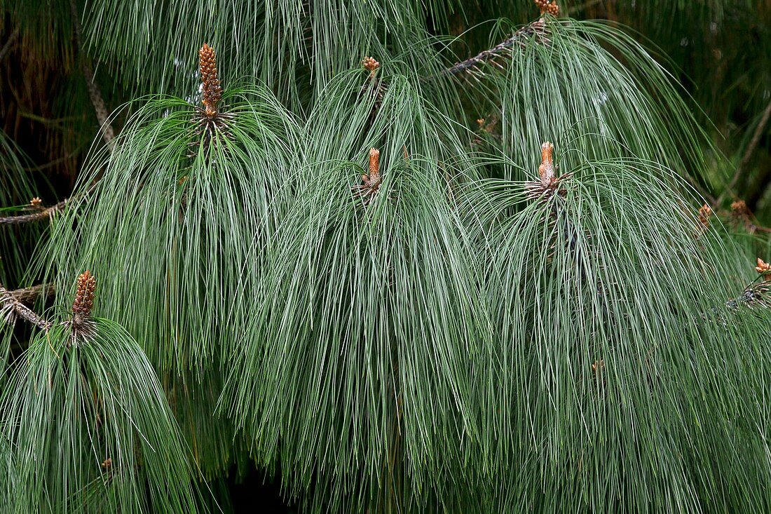 Smooth-bark Mexican pine (Pinus pseudostrobus)