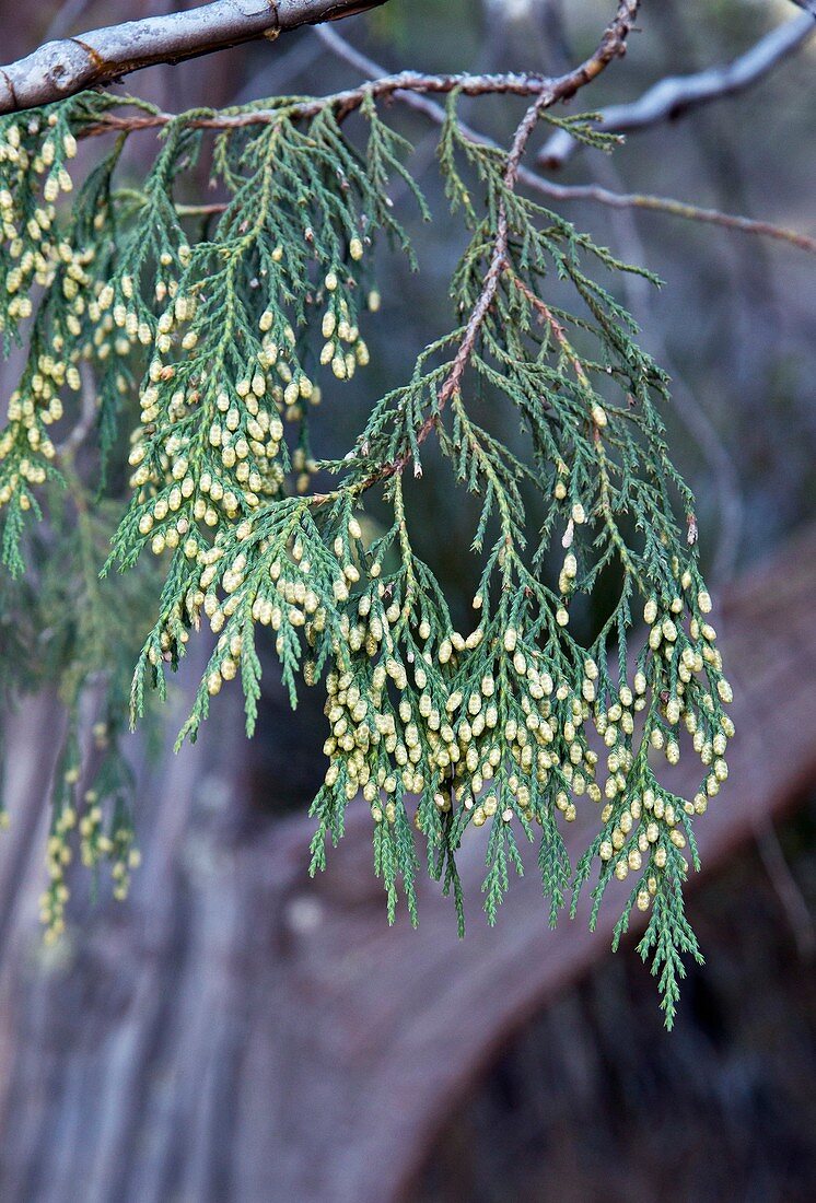 Drooping juniper (Juniperus flaccida)