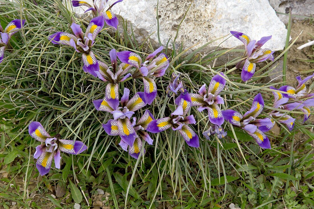 Cretan iris (Iris unguicularis ssp. Cretensis)